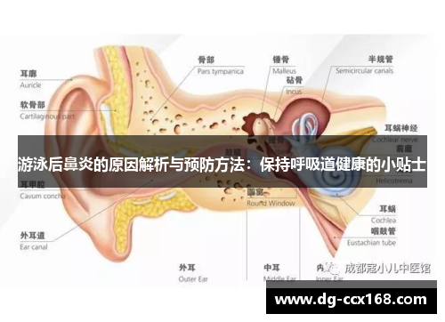 游泳后鼻炎的原因解析与预防方法：保持呼吸道健康的小贴士
